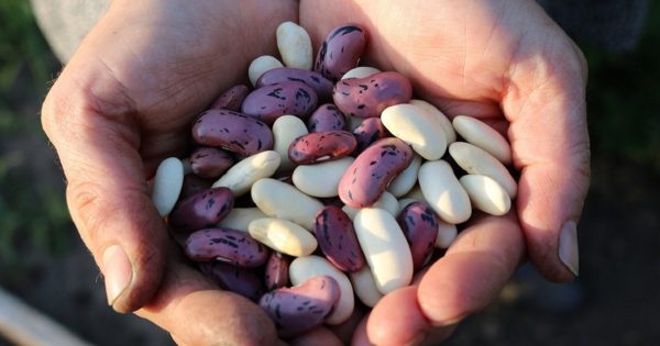 Person holding colorful beans